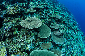 Fototapeta na wymiar Healthy Corals on Drop Off in Papua New Guinea