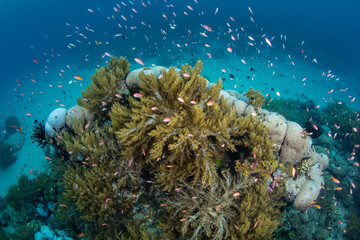 Fototapeta na wymiar Colorful Anthias Swim Around Soft Corals in Papua New Guinea