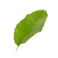 Green apple leaf isolated on white background