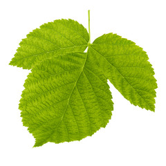 Green raspberries leaf isolated on white background