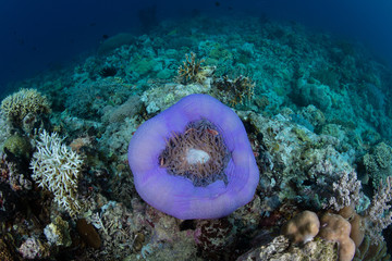 Pink Anemonefish and Purple Anemone in Papua New Guinea