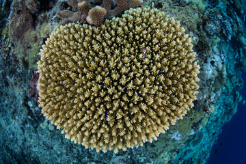 Naklejka na ściany i meble Fragile Table Coral in Papua New Guinea