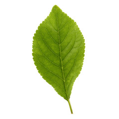 Fototapeta premium Green apple leaf isolated on white background