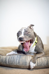 Yawning Pitbull