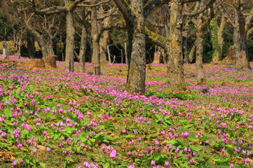 秋田県　カタクリ群生地
