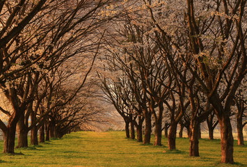 春の桜並木