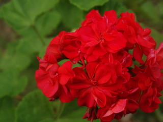 Obraz premium Flores colombianas de jardin de campo