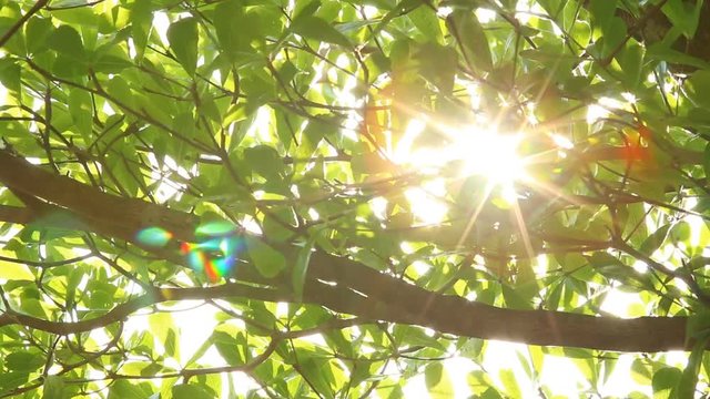 Leaves of tree with sunlight in the morning  Chiangmai Thailand