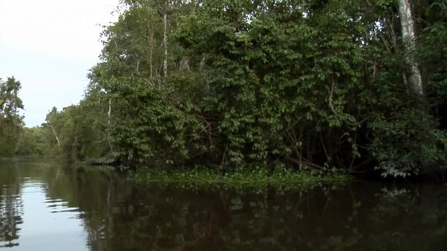 Sabah Borneo Malaysia Asia Rainforest Tree River filming from boat