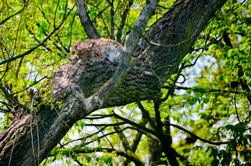 Lynx sleeping on tree