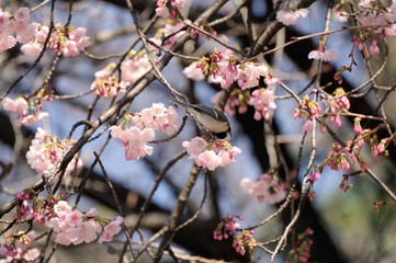桜の花とシジュウカラ