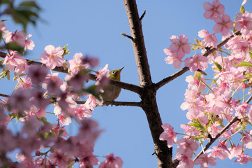 桜の花とメジロ