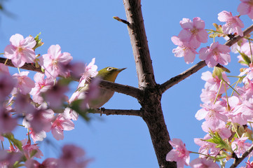 桜の花とメジロ
