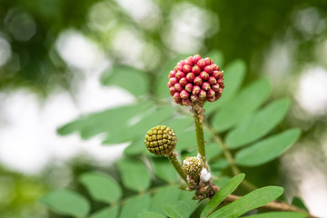 Calliandra haematocephala