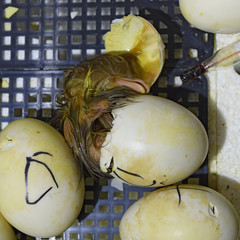 Musk duck ducklings hatched from eggs