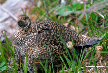 Mother Grouse chick Mount Rainier National Park Baby ground bird 