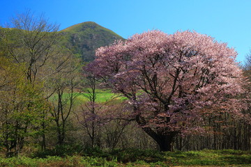 春の桜