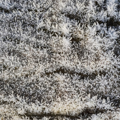 Hoarfrost on tree trunk surface