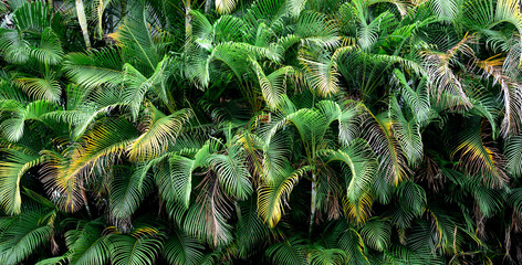 Panele Szklane  Gruba, bujna ściana liści tropikalnych palm w Kolumbii, Ameryka Południowa