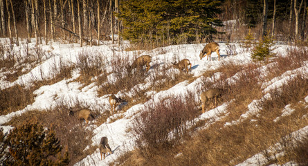 Mule Deer - Spring Browsing