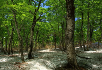 鳥海山　残雪のブナ林