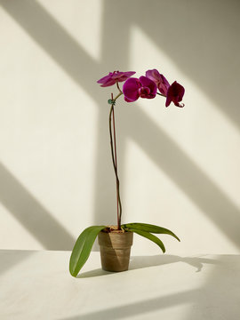 Still Life of an Orchid Plant