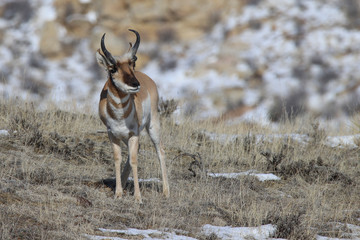 pronghorn buck in the wild
