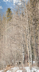 Mule Deer - Moving into the Aspen