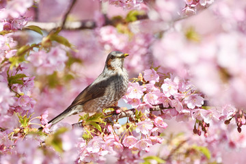 河津桜とヒヨドリ