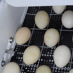 The mechanism  turn of eggs in an incubator.