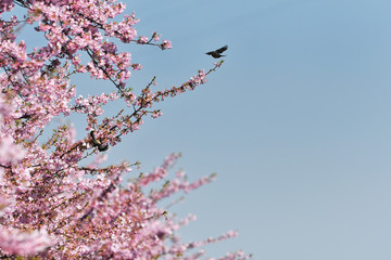 河津桜とヒヨドリ