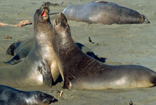 Northern Elephant seals Northern California Wildlife Sea life 