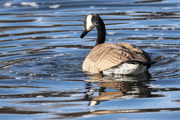 canada goose canadensis