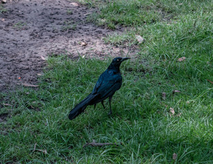 Crow walking in grass