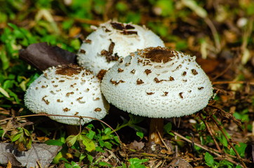 A wonderful and colorful macro world