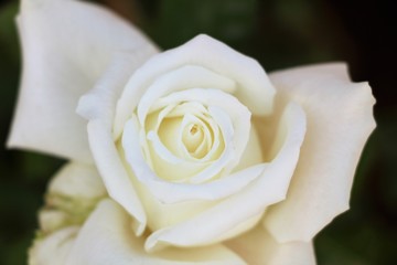 rose white flower on background Valentine day.