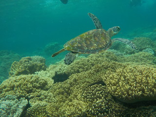 Naklejka na ściany i meble Underwater view of sea turtle swimming away at Apo Island, Philippines