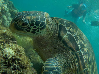 Underwater view of a sea turtle with person snorkeling in background at Apo Island, Philippines