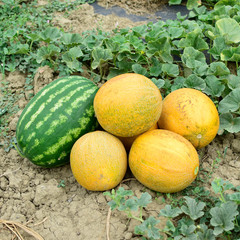 Ripe melon and watermelon the new harvest. © eleonimages
