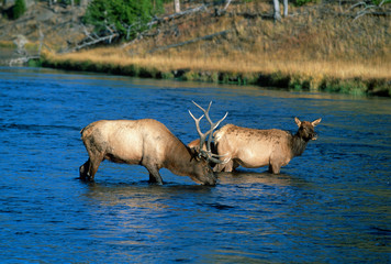 Bull Elk Yellowstone National Park Montana Wildlife 