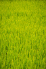 Rice field in Champasak Old town, Lao PDR