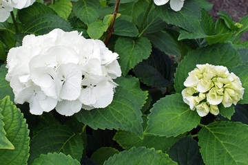 Bush white hydrangea closeup. White hydrangea flowers in the botanical garden. Growing beautiful plants at home.