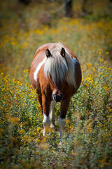 Wild Ponies