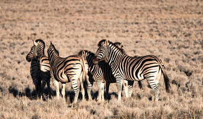 Fototapeta na wymiar Herd of Zebra