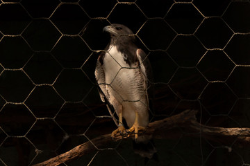 Quem é você sem liberdade?