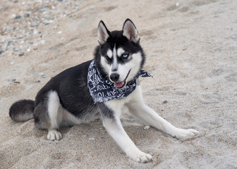 Husky ,one blue one brown eye, on the beach 