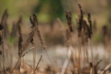 fertile fern frond in the Spring