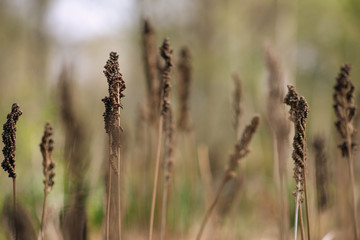 fertile fern frond in the Spring