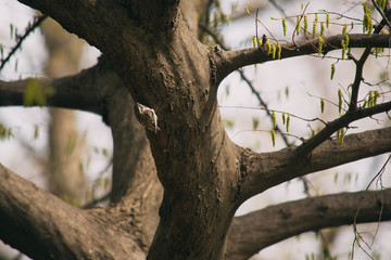 Fototapeta premium tree in the forest with a bird