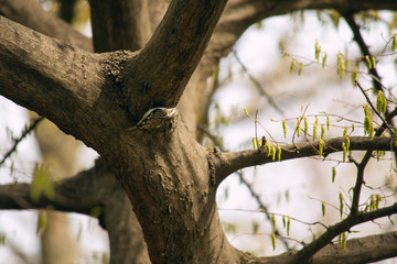 tree in the forest with a bird